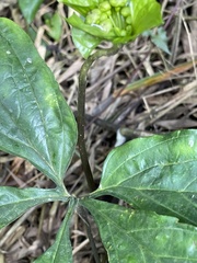Tacca palmata
