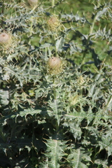 Cirsium pugnax