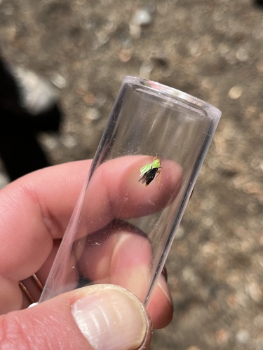 iNaturalist observation photo of True Hoppers