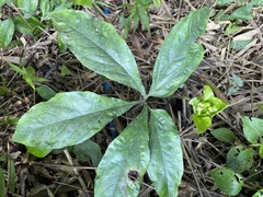 Tacca palmata