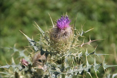 Cirsium pugnax