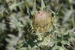Cirsium pugnax