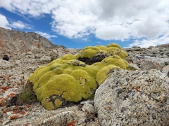 Thylacospermum caespitosum