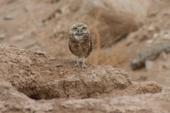 Athene cunicularia hypugaea