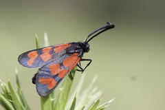 Zygaena graslini