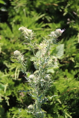Cirsium echinus
