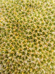 Thylacospermum caespitosum