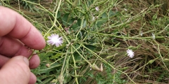 Lactuca ludoviciana