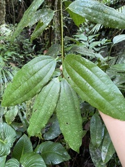 Cinnamomum cebuense