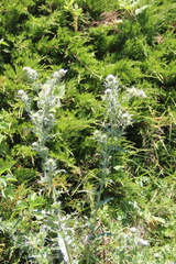 Cirsium echinus
