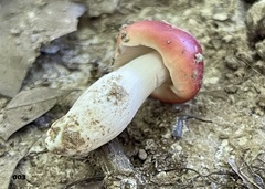 Russula pseudopeckii
