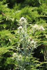 Cirsium echinus