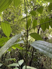 Cinnamomum cebuense