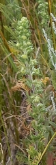 Artemisia rupestris