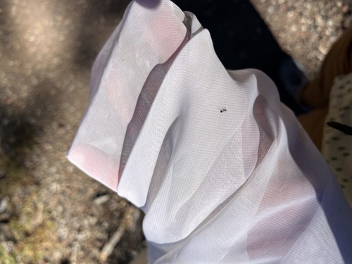 iNaturalist observation photo of Myrmicine Ants