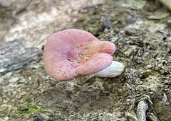 Russula subtilis