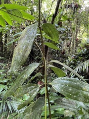 Cinnamomum cebuense