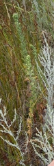 Artemisia rupestris