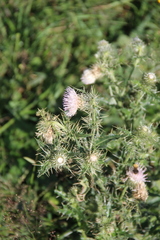 Cirsium echinus