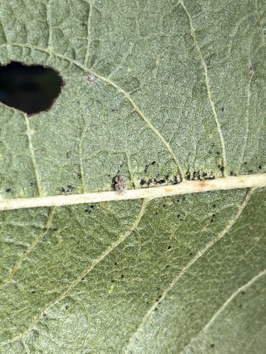 iNaturalist observation photo of Lace Bugs