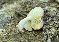 Russula subtilis