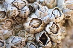 Austrominius modestus