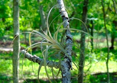 Tillandsia exserta