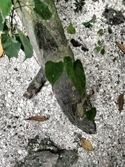 Gonolobus taylorianus