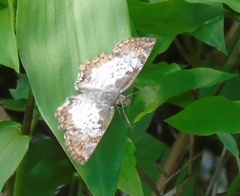 Antigonus emorsa