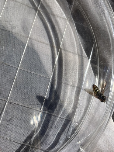 iNaturalist observation photo of Hover Flies