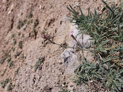 Silene moorcroftiana
