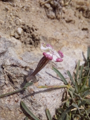 Silene moorcroftiana
