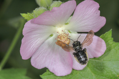 Melissodes bimaculatus