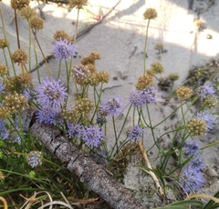 Jasione montana