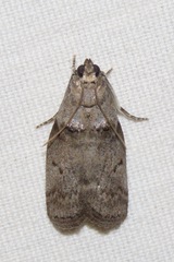 Acrobasis cunulae