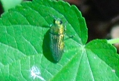 Agaeocera scintillans