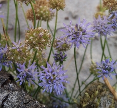 Jasione montana