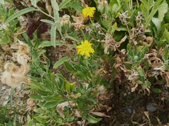 Asteraceae