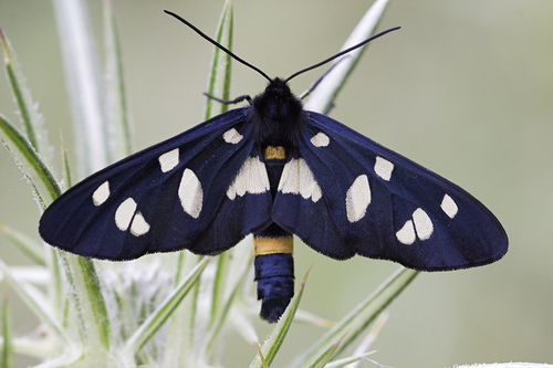 Amata mestralii Bugnion, 1837