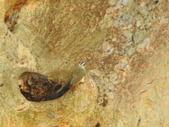 Campethera bennettii bennettii