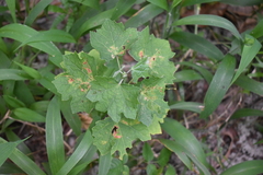 Cucumis maderaspatanus