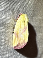 Thurberiphaga diffusa