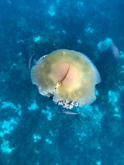 Cotylorhiza tuberculata