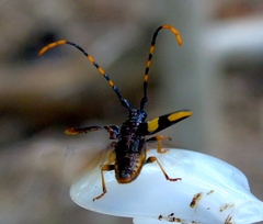 Dendrobias mandibularis