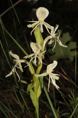 Habenaria castroi