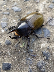 Dynastes septentrionalis