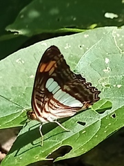 Adelpha iphiclus