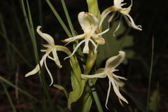 Habenaria castroi