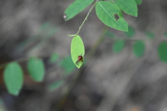 Paratrachelophorus nodicornis