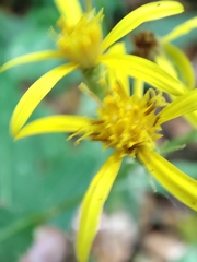 Senecio bayonnensis